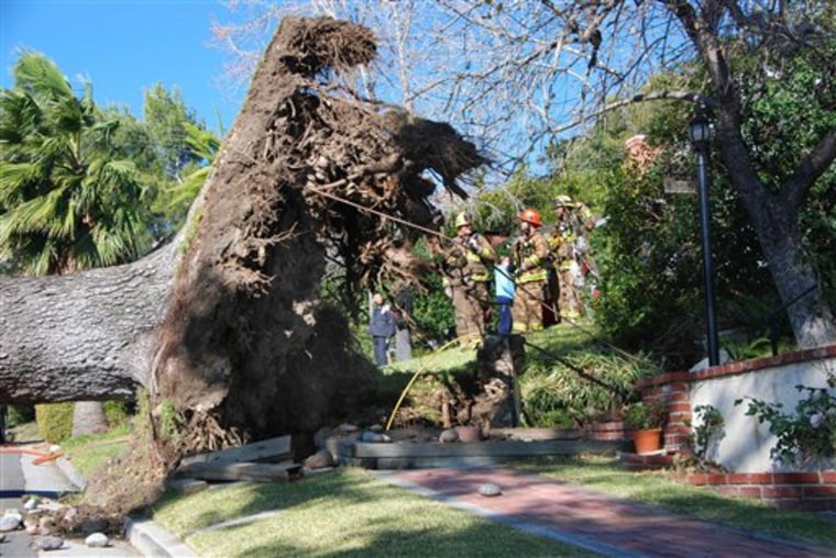This large pine tree fell across a city street in Glendale Calif., on Thursday.